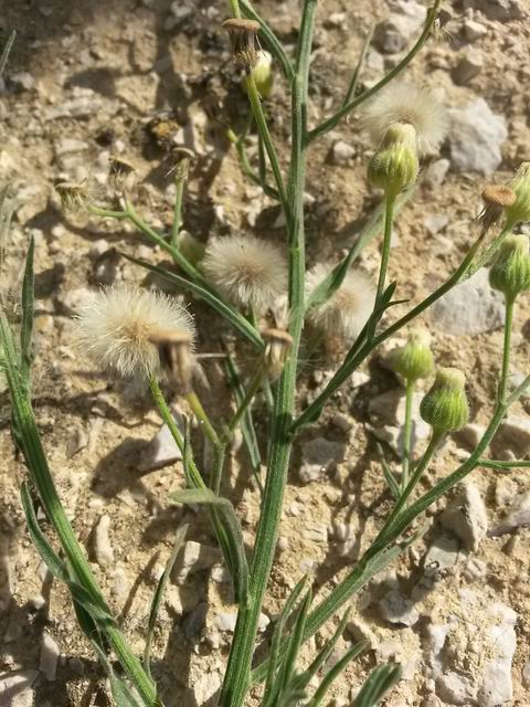 Erigeron bonariensis